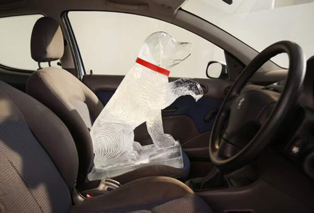 What should you do when you see a dog in a hot car?
